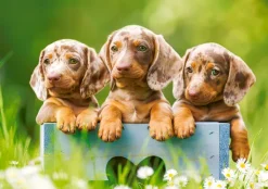 Castorland Mignons Chiots* Chiens|De 500 À 999 Pièces