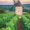 Nathan Moulin Sorine - Vignoble de Santenay - Bourgogne* Phares Et Moulins|De 1 000 Pièces