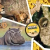 Clementoni National Geo - Wildlife Adventure-Supercolor Puzzle*Enfant À Partir De 9 Ans|Puzzles Pour Enfants