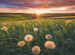 Ravensburger Nature Edition - Pissenlits au Coucher du Soleil* Soleil, Lune|Forêts, Fleurs Et Jardins
