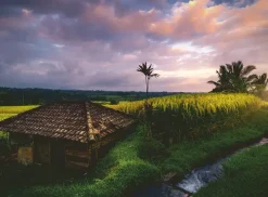 Ravensburger Nature Edition - Rizières au Nord de Bali* De 500 À 999 Pièces|De 500 À 999 Pièces