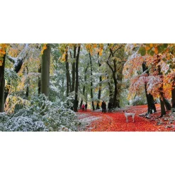 Gibsons Neige En Automne* Panoramique|Forêts, Fleurs Et Jardins
