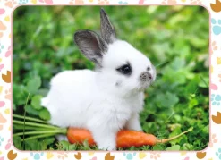 Nathan Petit Lapin et sa Carotte*Enfant Animaux De La Ferme|Déco Culinaire