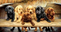 SunsOut Pièces XXL - All Hands on Deck*Enfant Panoramique|Chiens