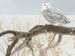 Cobble Hill Pièces XXL - Fallen Willow Snowy Owl* Pièces Xxl Adultes|Oiseaux