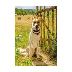 Dino Pièces XXL - Gump II*Enfant Chiens|Dès 9 Ans : 251 À 399 Pièces