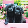 Eurographics Pièces XXL - Labradors Noirs dans une Boîte Rose*Enfant Chiens|De 500 À 999 Pièces