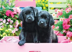 Eurographics Pièces XXL - Labradors Noirs dans une Boîte Rose*Enfant Chiens|De 500 À 999 Pièces