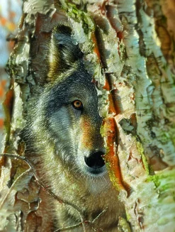 SunsOut Pièces XXL - Rencontre avec un Loup*Enfant Loups|Animaux Sauvages