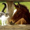 SunsOut Pièces XXL - Whiskery Hello*Enfant Chevaux|Chats