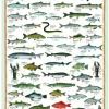 Eurographics Poissons d'eau douce*Enfant Puzzles Pour Enfants|Animaux Marins