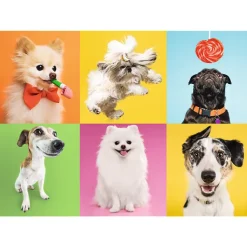 Trefl Psy*Femme Chiens|Humour, Satire Et Wasgij