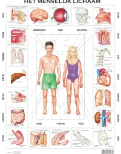 Larsen Puzzle Cadre - Het Menselijk Lichaam (en Hollandais)*Enfant Cadre|Puzzles Pour Enfants
