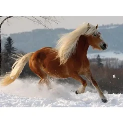 DToys Puzzle Spécial / Difficile : Cheval Haflinger n°2* Pièces Difficiles|Chevaux