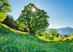 Schmidt Spiele Érable Sycomore au Soleil - Saint-Gall, Suisse* Montagnes|Forêts, Fleurs Et Jardins
