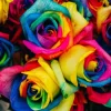 Grafika Kids Roses Multicolores*Enfant Forêts, Fleurs Et Jardins|Dès 6 Ans : 50 À 100 Pièces