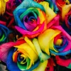 Grafika Roses Multicolores* Forêts, Fleurs Et Jardins|De 1 000 Pièces