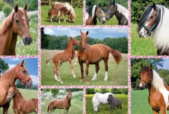 Schmidt Spiele Rêves de Cheval*Enfant À Partir De 9 Ans|Chevaux