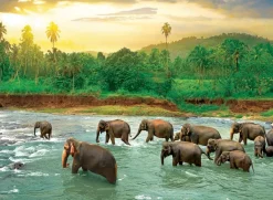 Eurographics Save our Planet Collection - Forêt Tropicale* Éléphants|Animaux Sauvages