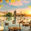 Magnolia Swans near Charles Bridge* Animaux Marins|Villes Et Villages