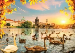 Magnolia Swans near Charles Bridge* Animaux Marins|Villes Et Villages
