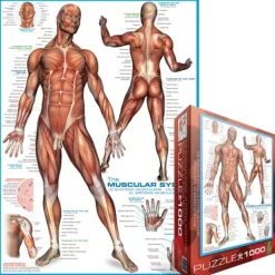 Eurographics Système musculaire*Enfant Puzzles Pour Enfants|De 1 000 Pièces