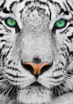 Enjoy Puzzle Tigre de Sibérie* Tigres|Animaux Sauvages