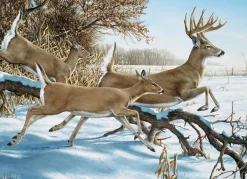 Cobble Hill upture de couverture* Animaux De La Forêt|Neige