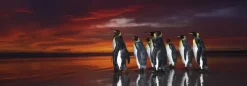 Heye Wim van den Heever - King Penguins* Panoramique|Animaux Sauvages